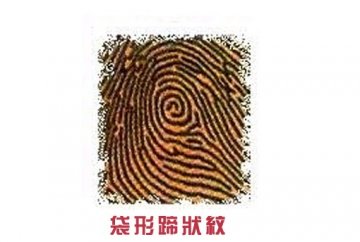 指纹竟决定你的爱情