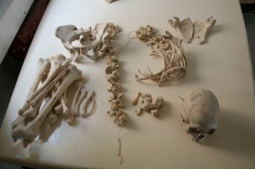 探访阴森“人骨仓库”