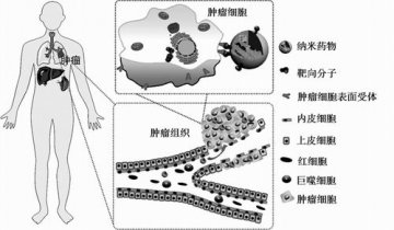 无机纳米材料：提高药物“工作效率”