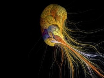 美科学家入侵老鼠脑电波 可拓展感官探测能力