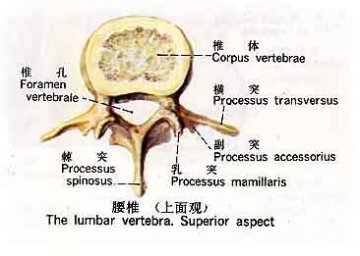 腰椎（上面观）