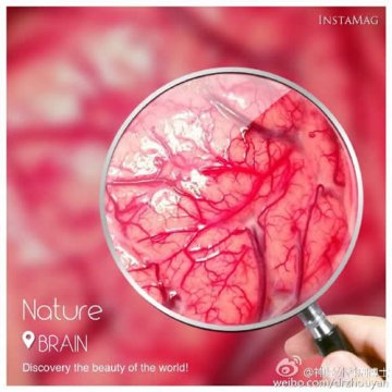 军医带您探秘大脑之《脑科学的故事》