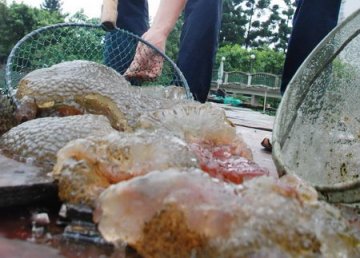 钓鱼者发现五六十斤重水母状不明物体