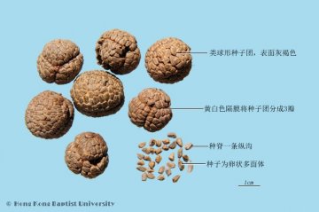 草豆蔻（Caodoukou）中药材鉴别照片