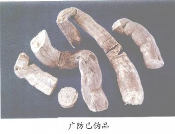 广防己伪品--耳叶马兜铃（Eryemadouling）