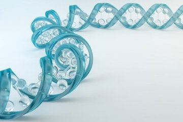 最新研究发现DNA链的长度可表征人类寿命