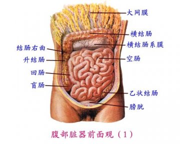 腹腔脏器前面观（1）