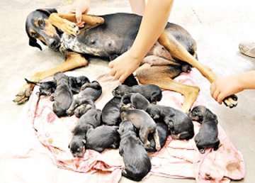 巴西狼犬18小时内产下15只小狗