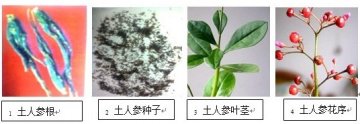 土人参人工种植的可行性分析