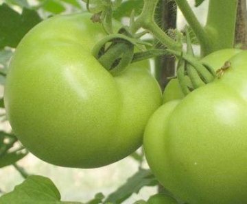 养生警惕：别让这13种有毒食物上餐桌
