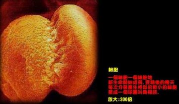 揭秘人类生命诞生全程