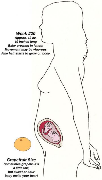 孕五月：胎儿大小像西柚，宝宝的头发开始生长