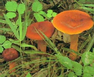 养生保健：春季养生不能缺了野山菌