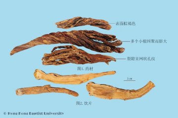 秦艽（Qinjiao）中药材鉴别照片