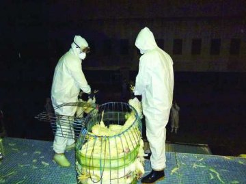 嘉义云林疑爆H5N8