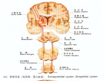 锥体外系（纹状体--苍白球系）