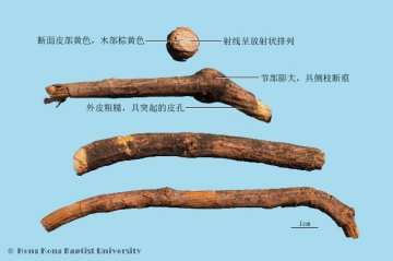 木通（Mutong）中药材鉴别照片
