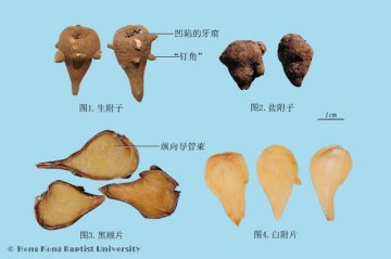 附子（Fuzi）中药材鉴别照片