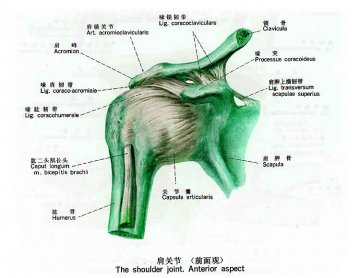 肩关节（前面观）