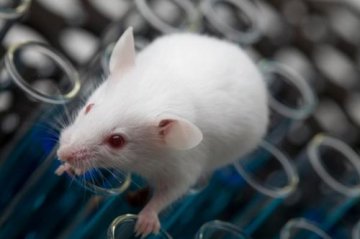 科学家发现移除RGS14基因可使老鼠更聪明