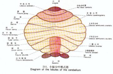 小脑分叶模式图