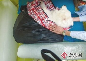 昆明市民呼吁建宠物殡仪馆