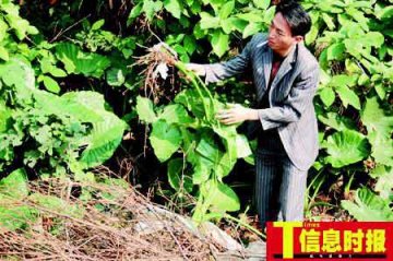 男童误食野生木薯中毒 脸颊肿如鸡蛋