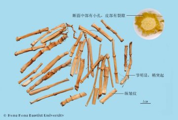 白茅根（Baimaogen）中药材鉴别照片