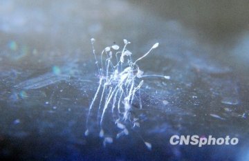 江西庐山发现传说3千年一开的优昙婆罗花