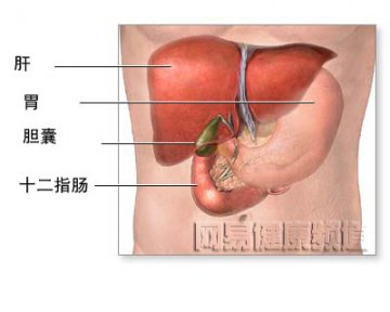 胆囊切除术图解