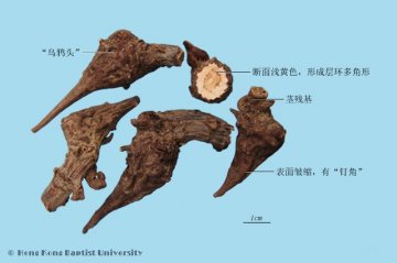 川乌（Chuanwu）中药材鉴别照片