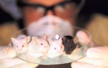 同性恋或与基因相关 韩科学家试验控制老鼠性取向