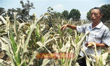 180亩农作物受“烟熏”基本死亡 村民脸上莫名长出红颗颗