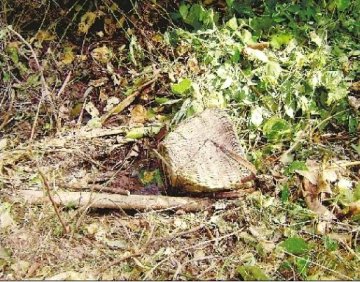 67岁老人山上摘辣椒被野象群踩死