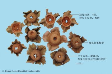 柿蒂（Shidi）中药材鉴别相册