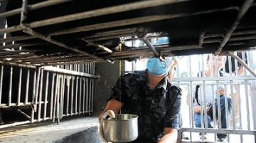 镜头记录提取熊胆汁全程 抽汁仅用时10秒