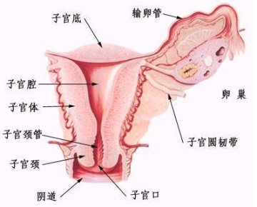 女性生殖系统解剖