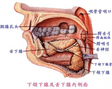 下颌下腺、舌下腺内侧面