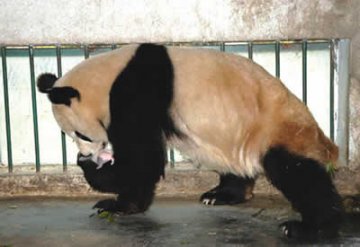 高龄大熊猫产妇欲申报吉尼斯