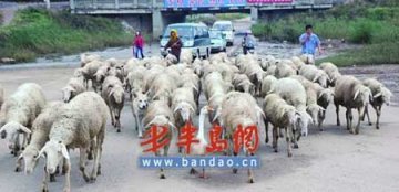大白鹅看家护院放牧百余绵羊