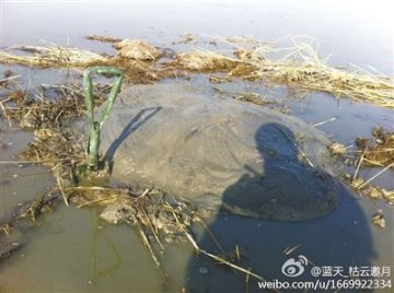 天津东方白鹳确认死于农药毒杀：已找到6个毒坑