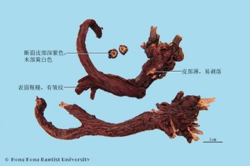 紫草（Zicao）中药材鉴别照片