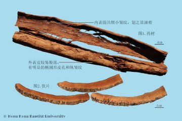 厚朴（Houpu）中药材鉴别照片