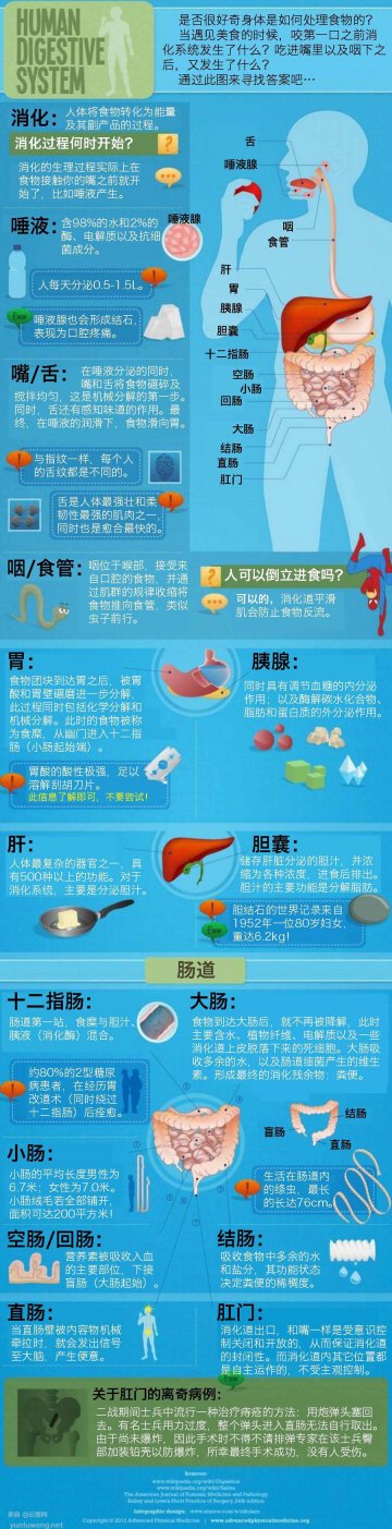 信息图：图说人体的消化系统