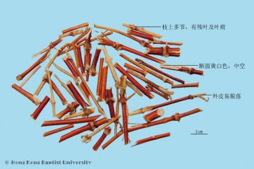 忍冬藤（Rendongteng）中药材鉴别照片