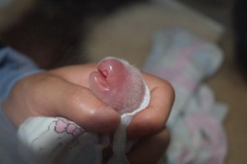 卧龙大熊猫产下罕见兔唇幼仔