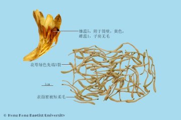 金银花（Jinyinhua）中药材鉴别相册