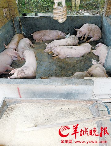 从化惊现近千头瘦肉精猪 猪场无营业执照老板潜逃