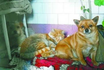 大花猫用其奶水喂养小黄狗母女