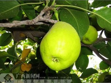 库尔勒：香梨拥有美丽传说
